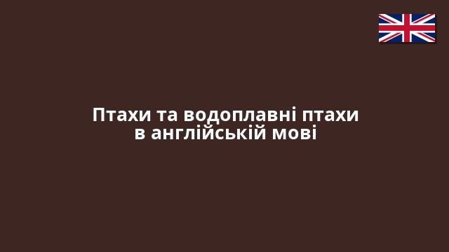 Птахи та водоплавні птахи в англійській мові